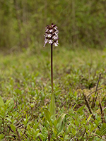 Orchis purpurea